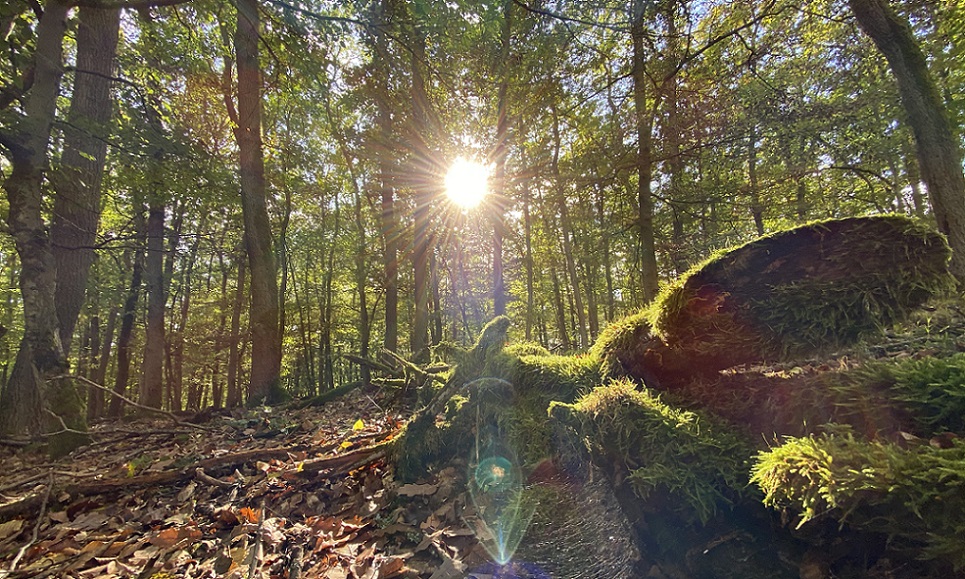 Eintauchen und die Erlebnisorte entdecken - im Naturpark Rhein-Taunus!